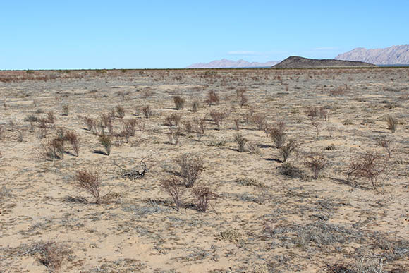  Stillingia linearifolia